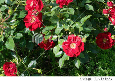 Vibrant Red Roses in Full Bloom 127131625