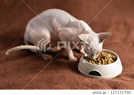 Eight-month-old Canadian Sphynx kitten sits on soft blanket next to feeding bowl. Eight-month-old Canadian Sphynx kitten sits on soft blanket next to feeding bowl. 127131700