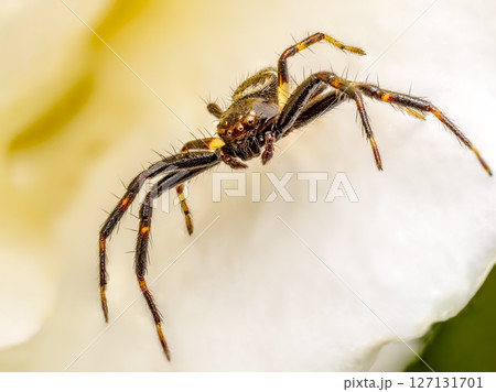 Close-Up of Red Crab-spider on a white flower petal 127131701