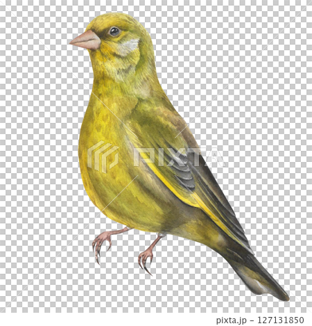 Greenfinch bird watercolor illustration isolated on white background. Realistic Chloris chloris male avian image. Europe small forest songbird Greenfinch bird watercolor illustration isolated on white background. Realistic Chloris chloris male avian image. Europe small forest songbird 127131850