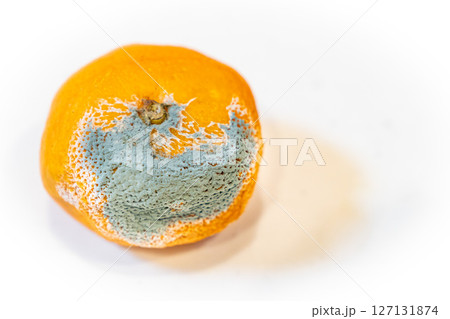 腐ったミカンの写真。腐敗した果物のイメージ。 127131874