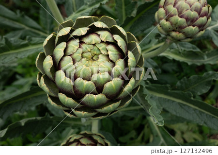 初夏に実る畑のアーティチョーク 127132496