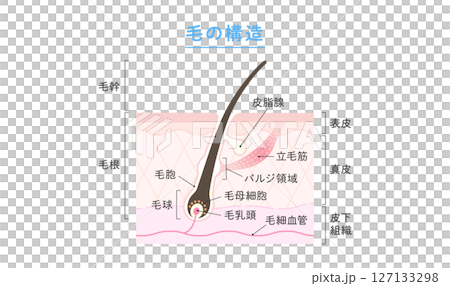 頭髮結構 127133298