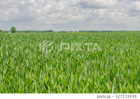 Lush green cornfield under cloudy sky during summer growing season. High quality photo 127133939