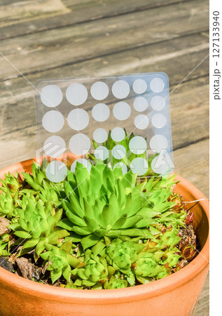 Hydrocolloid acne patches in hand above a green succulent in terracotta pot. High quality photo Hydrocolloid acne patches in hand above a green succulent in terracotta pot. High quality photo 127133940