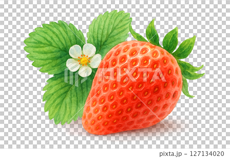 Strawberry watercolor illustration white background 127134020
