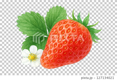 草莓水彩插圖白色背景 草莓水彩插圖白色背景 127134021