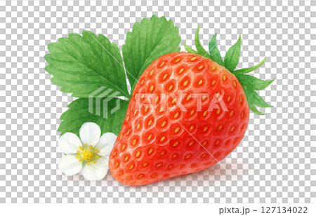 草莓水彩插圖白色背景 127134022