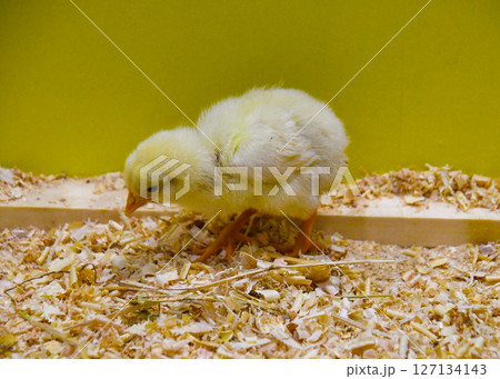 かわいいヒヨコ 127134143