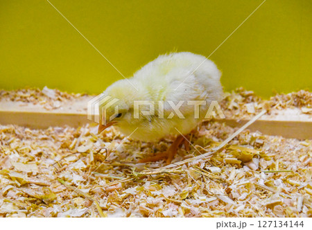 かわいいヒヨコ かわいいヒヨコ 127134144