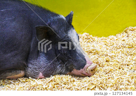休憩しているブタ 127134145