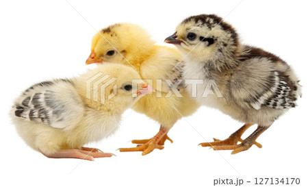 chick, isolated transparent background 127134170