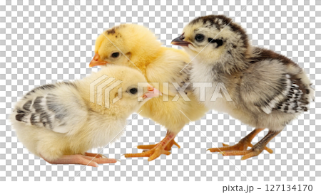 chick, isolated transparent background 127134170