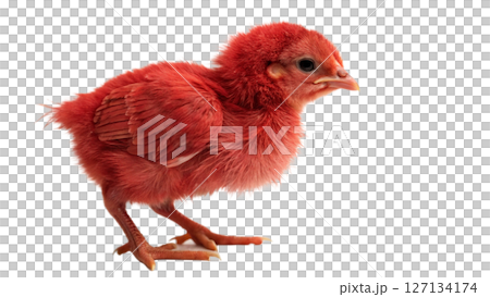 chick , isolated transparent background chick , isolated transparent background 127134174