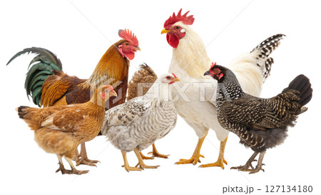 chick, isolated transparent background chick, isolated transparent background 127134180