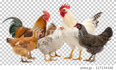 chick, isolated transparent background chick, isolated transparent background 127134180