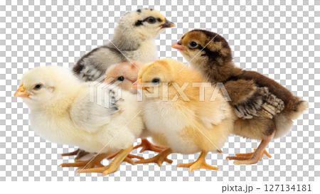 chick, isolated transparent background 127134181