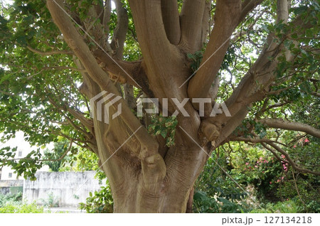 大きなアカギ 127134218