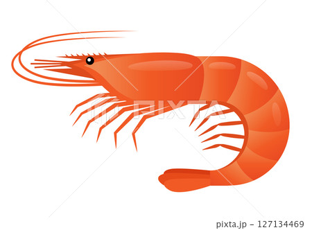 エビのイラスト 127134469