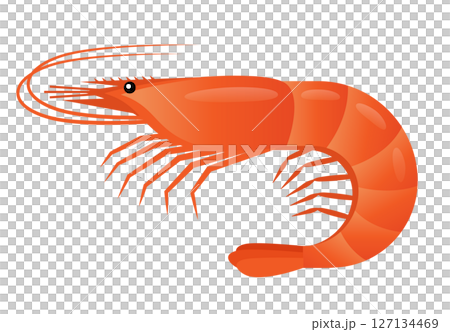 エビのイラスト 127134469