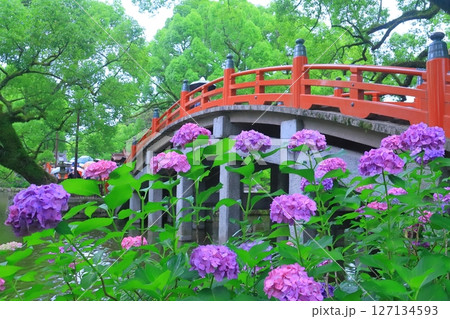 大宰府天満宮（福岡県太宰府市）太鼓橋周辺に咲くアジサイの花 127134593