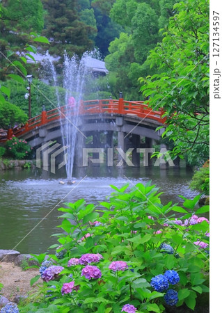 大宰府天満宮(福岡県太宰府市)心字池周辺に咲くアジサイの花 大宰府天満宮(福岡県太宰府市)心字池周辺に咲くアジサイの花 127134597