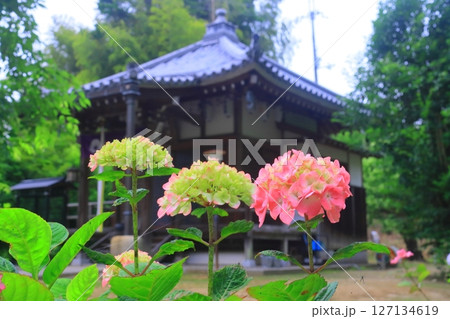長弓寺(奈良県生駒市)境内に咲くアジサイの花 長弓寺(奈良県生駒市)境内に咲くアジサイの花 127134619