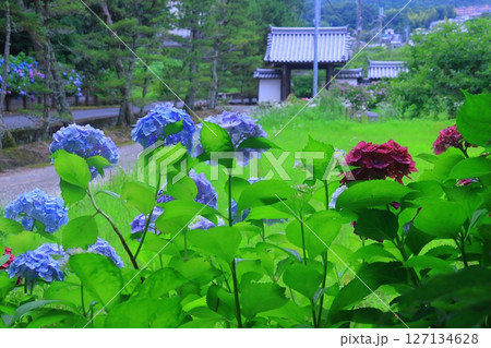 長弓寺(奈良県生駒市)境内に咲くアジサイの花 長弓寺(奈良県生駒市)境内に咲くアジサイの花 127134628
