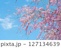青空と満開の枝垂れ桜の木の枝 127134639