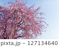 青空と満開の枝垂れ桜の木 127134640