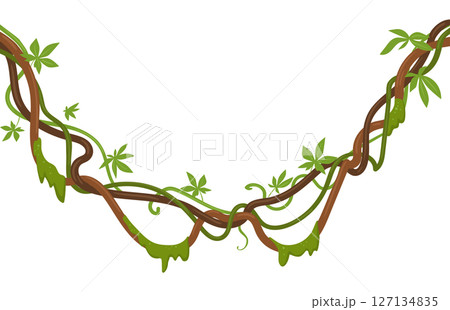 Green tropical liana plants. Climbing liana branches with moss, rainforest liana vines flat vector illustration. Cartoon jungle liana vegetation Green tropical liana plants. Climbing liana branches with moss, rainforest liana vines flat vector illustration. Cartoon jungle liana vegetation 127134835