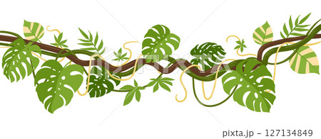 Tropical climbing liana. Jungle liana branches plants with moss, rainforest liana vines flat vector illustration. Cartoon green vegetation Tropical climbing liana. Jungle liana branches plants with moss, rainforest liana vines flat vector illustration. Cartoon green vegetation 127134849