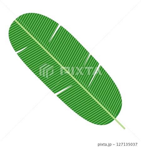 シンプルなバナナリーフのイラスト 127135037