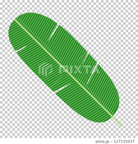 シンプルなバナナリーフのイラスト 127135037