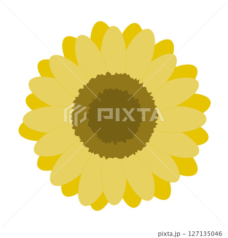 シンプルなひまわりのイラスト 127135046