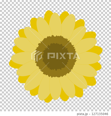 シンプルなひまわりのイラスト 127135046