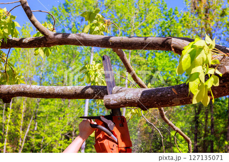 Person uses saw to cut large branch from tree in vibrant green forest on works day. 127135071