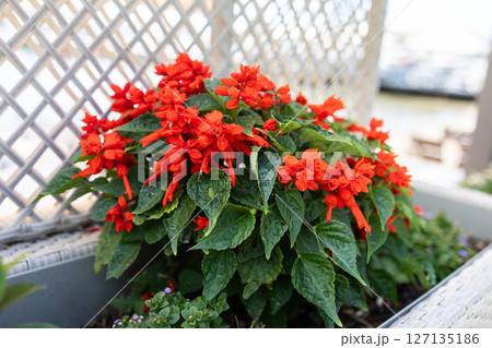 Red Salvia Splendens, flower pot plants in outdoor pot Red Salvia Splendens, flower pot plants in outdoor pot 127135186