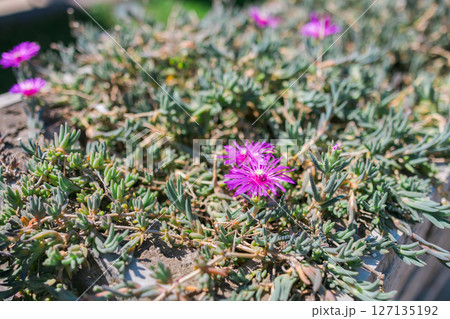 Pink flower Delosperma cooperi close-up in the garden 127135192