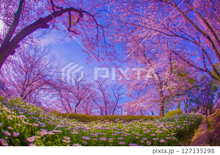 満開の桜とマーガレットの花畑 満開の桜とマーガレットの花畑 127135298