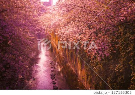 神田川の桜と夕暮れ 神田川の桜と夕暮れ 127135303