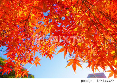 小石川後楽園の紅葉 127135327