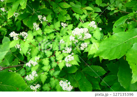 バラ科コゴメウツギ属のコゴメウツギはバラ科で小さな花が固まって咲く 127135396