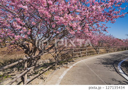 御前崎市にある浜岡砂丘の河津桜の風景(静岡県) 127135434