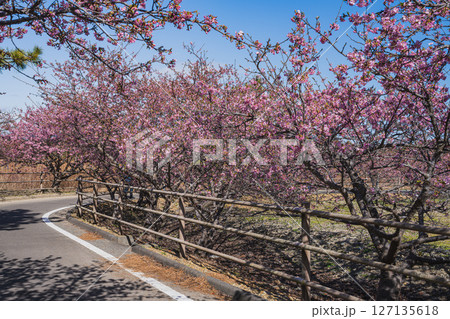 御前崎市にある浜岡砂丘の河津桜の風景(静岡県) 127135618