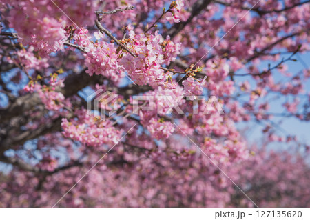 御前崎市にある浜岡砂丘の河津桜の風景(静岡県) 127135620