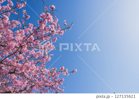御前崎市にある浜岡砂丘の河津桜の風景(静岡県) 御前崎市にある浜岡砂丘の河津桜の風景(静岡県) 127135621