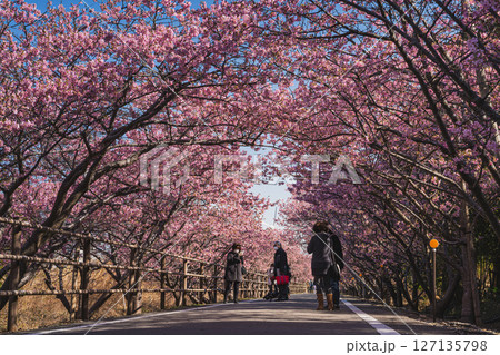 御前崎市にある浜岡砂丘の河津桜の風景(静岡県) 御前崎市にある浜岡砂丘の河津桜の風景(静岡県) 127135798
