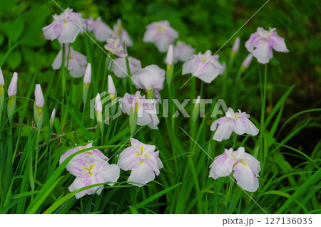 ハナショウブ ハナショウブ 127136035