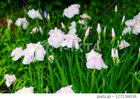 ハナショウブ 127136036